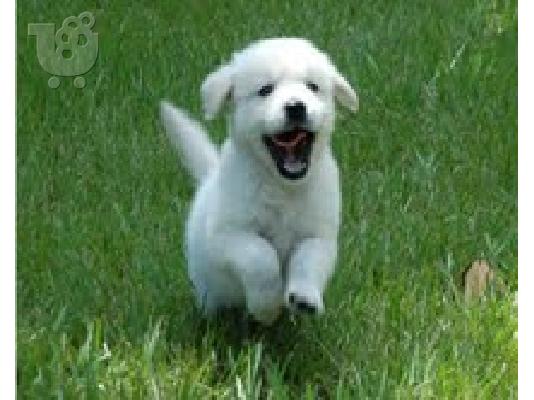 PoulaTo: Golden Retriever κουτάβι,